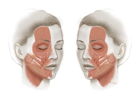 Anatomy of the Facial Nerve – Oto Surgery Atlas