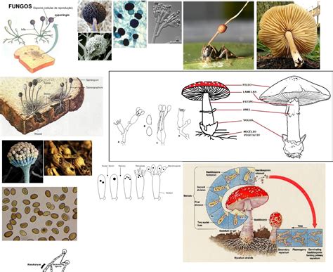 Biologia Para A Vida Micologia Relacionamento Entre As DivisÕes Do