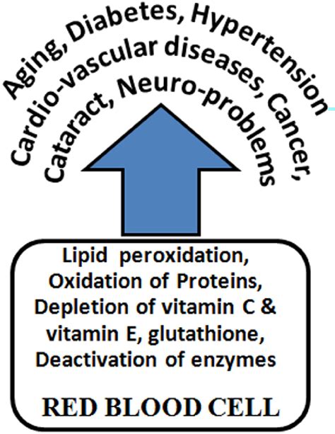 Figure 2 From Rizvi BIOMARKERS OF OXIDATIVE STRESS IN RED BLOOD CELLS