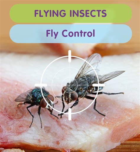 Fly Pest Control London Pest Control