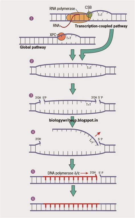 Nucleotide Excision Repair