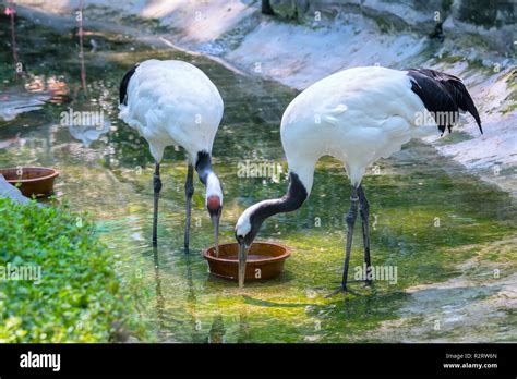 Japanese Cranes In The Wildlife Sanctuary They Are The Second Largest