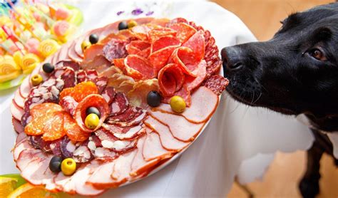 8 Diy Thanksgiving Dinner For Dogs Ideas Dog Food Recipes Cooking