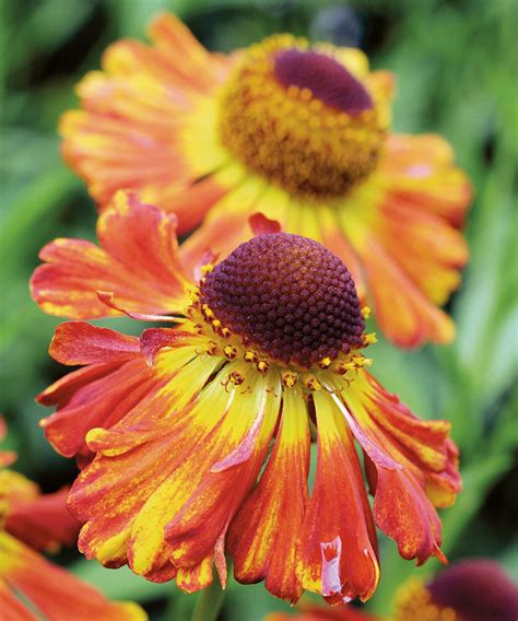 Types Of Helenium 16 Vibrant Varieties For Pots And Borders Gardeningetc