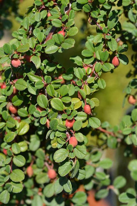 21 of the Best Cotoneaster Varieties | Gardener’s Path