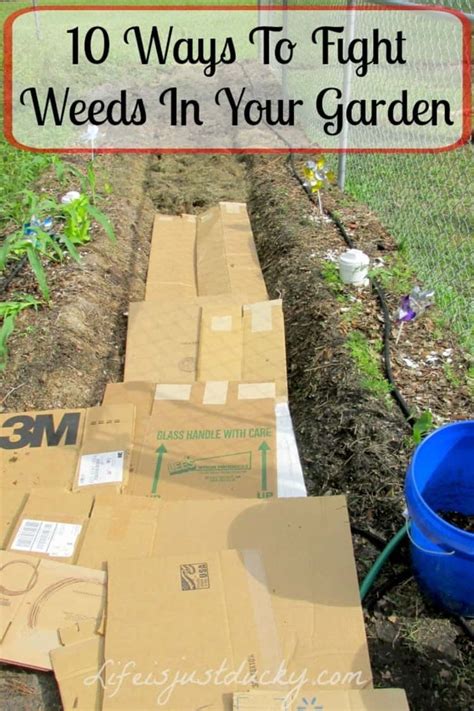 Best Way To Rid Weeds Back Gardener