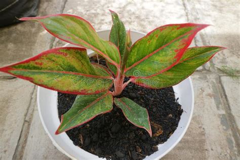 Planta De Una Hermosa Casa Llamada Planta Roja Aglaonema Foto De