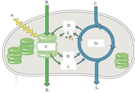 Photosynthesis Chloroplast diagram Diagram | Quizlet