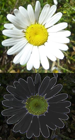 Are the Daisy Blooms a Sign of Climate Change? - 4rewyaf