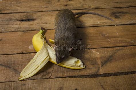 Rat Is Eating A Banana Stock Photo Image Of Peel Rodent 127025312