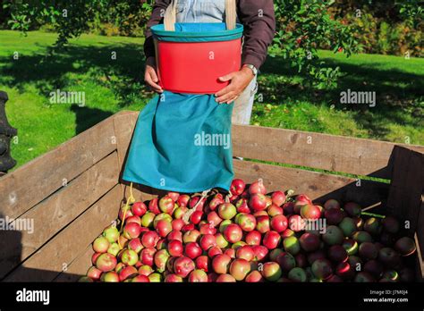 Harvest in a commercial apple orchard with picking baskets Stock Photo ...