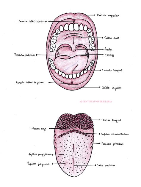 Anatomia Da Cavidade Bucal Retoedu