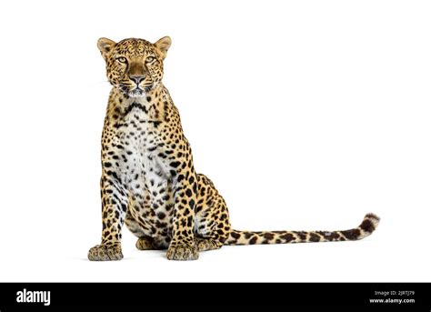 Spotted Leopard Standing In Front And Facing At The Camera Isolated On