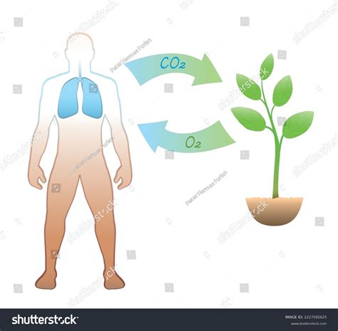 Carbon Cycle Between Humans Plants Exhalation Stock Vector Royalty Free 2227592625 Shutterstock