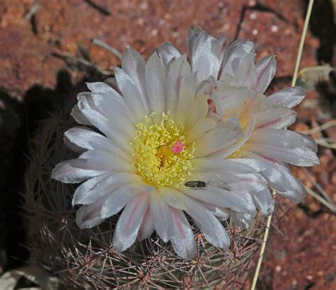 Cae A Woven Spine Pineapple Cactus At Black Canyon S Flickr