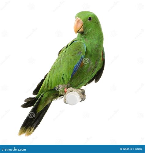 Male Eclectus Parrot stock photo. Image of portrait, bird - 2253142