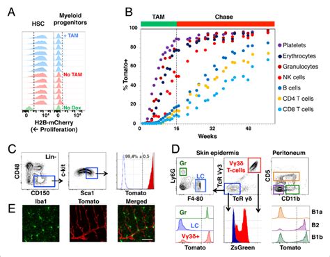 Single Cell Lineage Tracing Unveils A Role For Tcf In