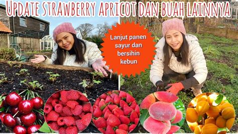 UPDATE STRAWBERRY APRICOT DAN BUAH LAINNYA LANJUT PANEN SAYUR DAN