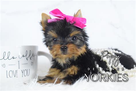 Poppy The Teacup Yorkie Youll Fall In Love With Teacup Babydoll