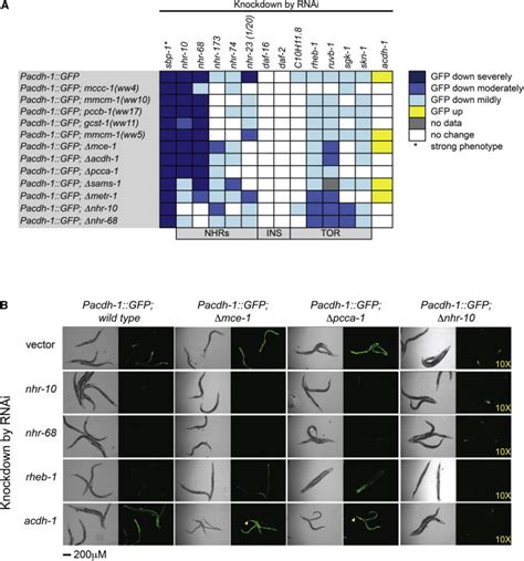 Integration Of Metabolic And Gene Regulatory Networks Modulates The C