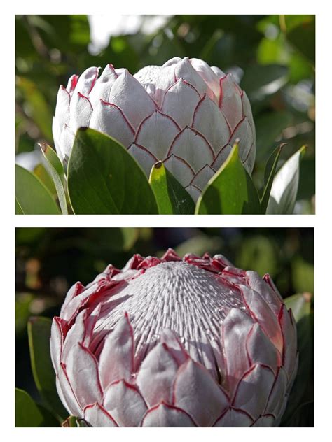 The King Protea. South Africa. King Protea, Fynbos, South Africa, Flowers