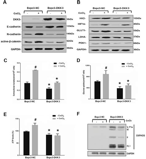 Dkk3 Inhibits Aerobic Glycolysis A Western Blot Analysis Of Download Scientific Diagram