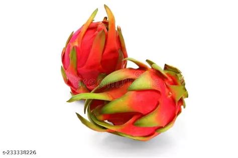 XOLDA dragon fruit seeds 170 seeds per packet