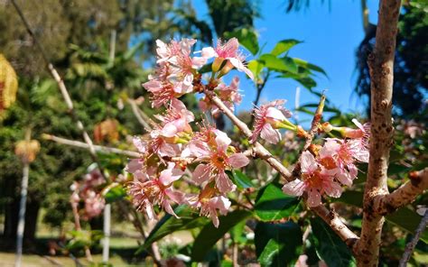 TAMAN SAKURA Wisata Alam Ala Jepang - Januari 2025