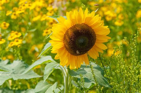 Growing Perennial Sunflowers