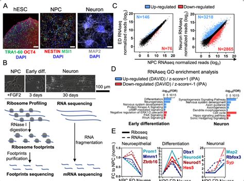 Human Neuronal Differentiation Model And Experimental Design A H9