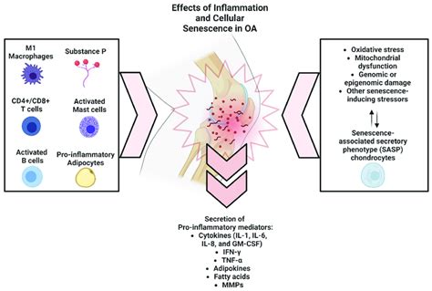 Effects Of Inflammation And Cellular Senescence In Oa Download Scientific Diagram