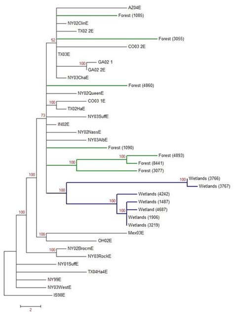 Maximum Parsimony Phylogenetic Tree Phylogenetic Tree Based On 1000