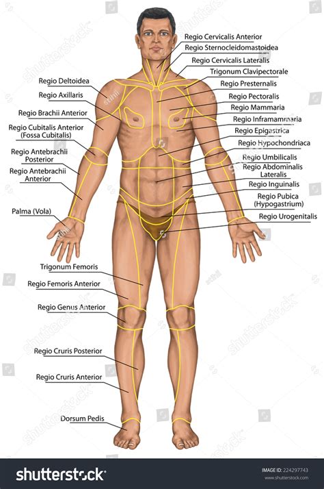 Anatomical Board Region Human Body Regions Stock Illustration 224297743