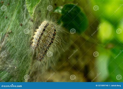 Parasitic Oak Procession Moth Caterpillars On An Infected Tree Stock