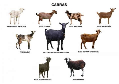 Diferencias Entre Una Cabra Y Un Chivo Caracter Sticas Distintivas