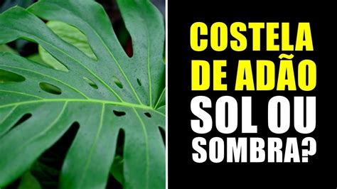 COSTELA DE ADÃO GOSTA DE SOL OU SOMBRA YouTube