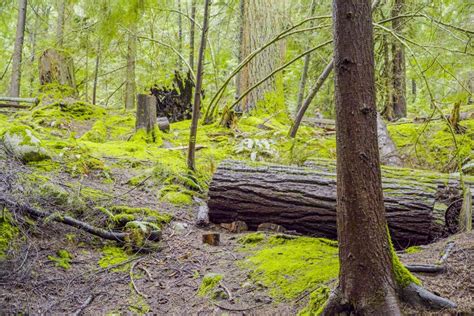 Amazing Nature In The Canadian Woods Wonderful Green Forest Stock