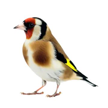 Bird PNG Images, Download 42000+ Bird PNG Resources with Transparent ...