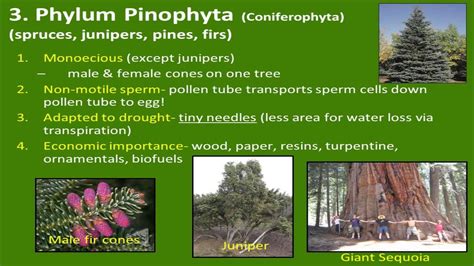 Bio 182 Lab 4 Gymnosperms Naked Seed Vascular Plants YouTube