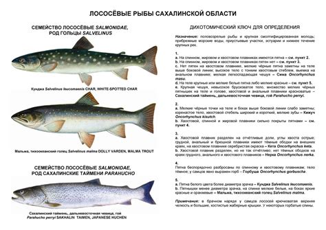 Лососеобразные рыбы, определитель, 1 таблица - info - Клуб Бумеранг