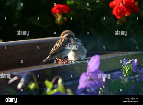 sparrows feeding Stock Photo - Alamy