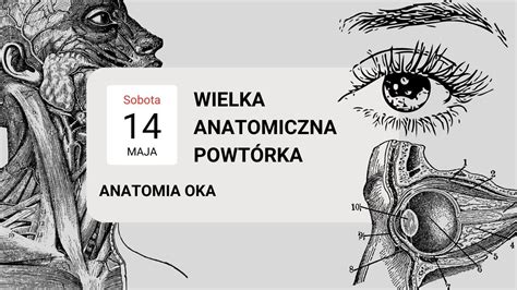 Anatomia Narządu Wzroku Oko Wielka Anatomiczna Powtórka Youtube