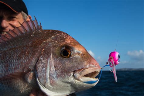 Perfect Table Sized Snapper Abound Around The Hauraki Gulf At The