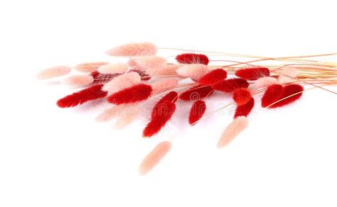 Pink And Red Fluffy Bunny Tails Grass Isolated On White Background