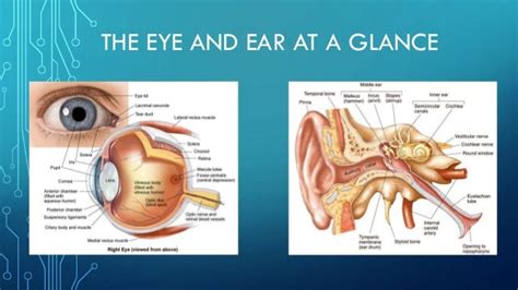 Diagram Of Bio 30 Chapter Review Senses Eye And Ear Quizlet