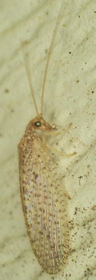 Brown Lacewing Micromus Subanticus Bugguide