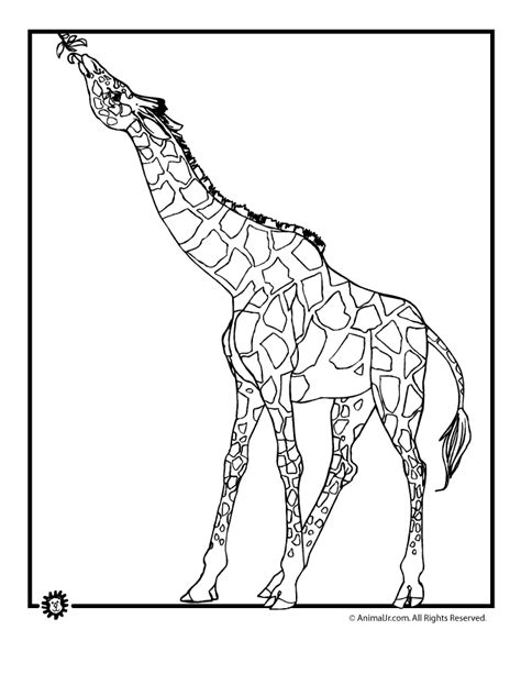 Giraffe Eating Leaves Coloring Page | Woo! Jr. Kids Activities