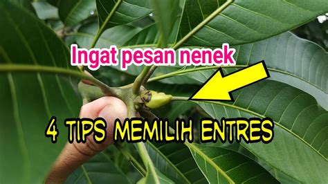 Entres Mangga Yang Sangat Bagus Untuk Sambung Pucuk Atau Top Working