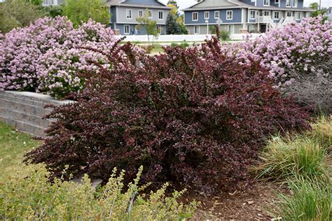 Red Leaf Japanese Barberry Berberis Thunbergii Atropurpurea In