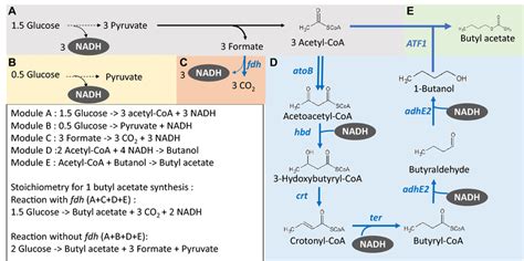 Butyl Acetate Production Pathway From Glucose Blue Arrows Represent